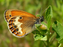 Weißbindiges Wiesenvögelchen Weißbindiges Wiesenvögelchen