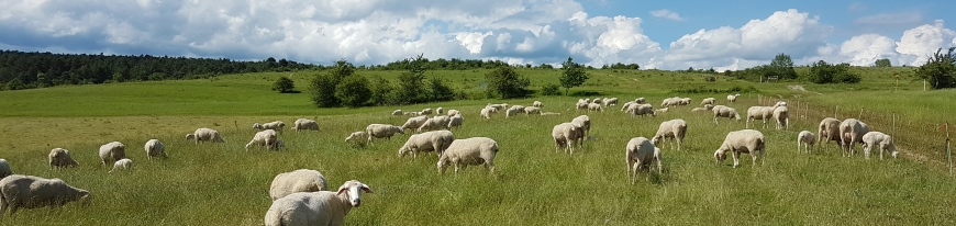 Schafe auf dem Forstberg
